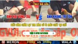 TRẬN 11 CPC5 NGÀY 14/1/2026