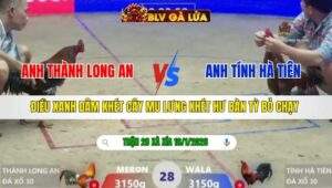 TRẬN 28 XÀ XÍA NGÀY 16/1/2026