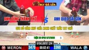 TRẬN 29 CPC3 NGÀY 8/1/2026