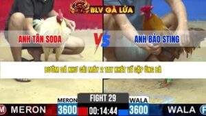 TRẬN 29 CPC2 NGÀY 25/3/2026