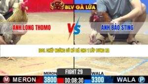 TRẬN 29 CPC2 NGÀY 24/4/2026